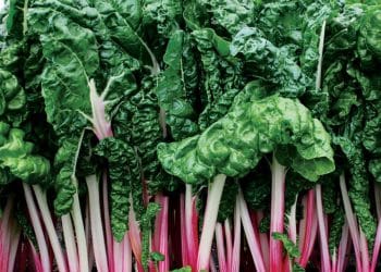 Top 5 Swiss Chard Smoothie Recipes. How to prepare swiss chard?